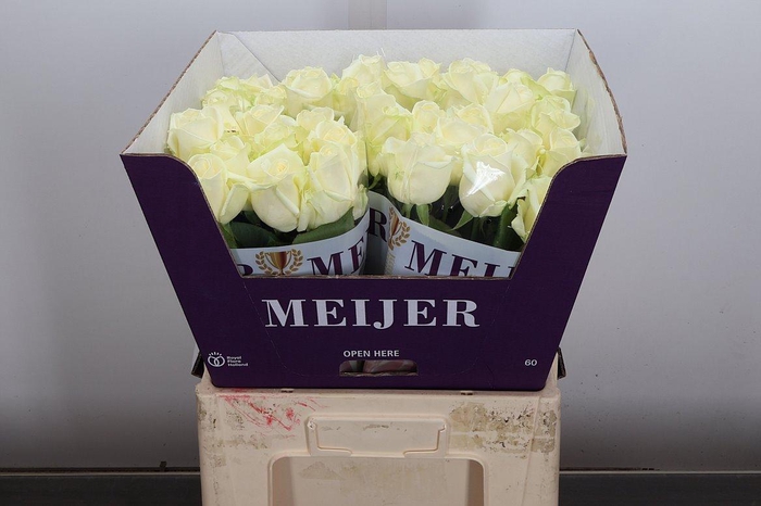 <h4>R Gr Avalanche+</h4>