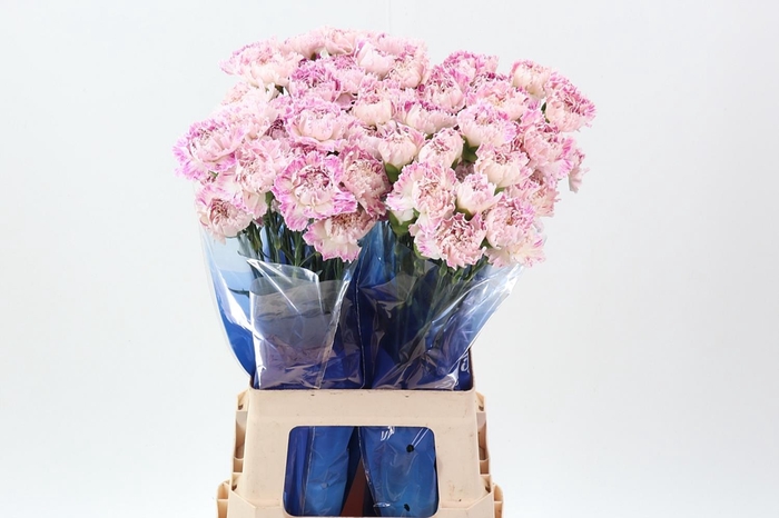 <h4>Di St Premier</h4>