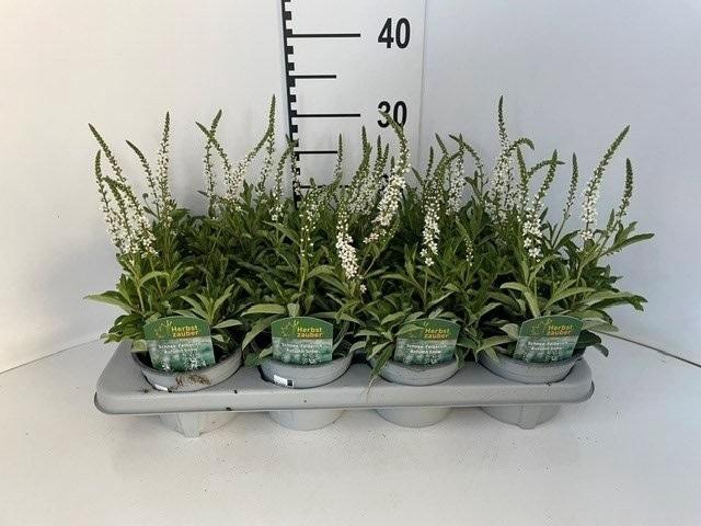<h4>LYSIMACHIA CLETHROIDES AUTUMN SNOW</h4>