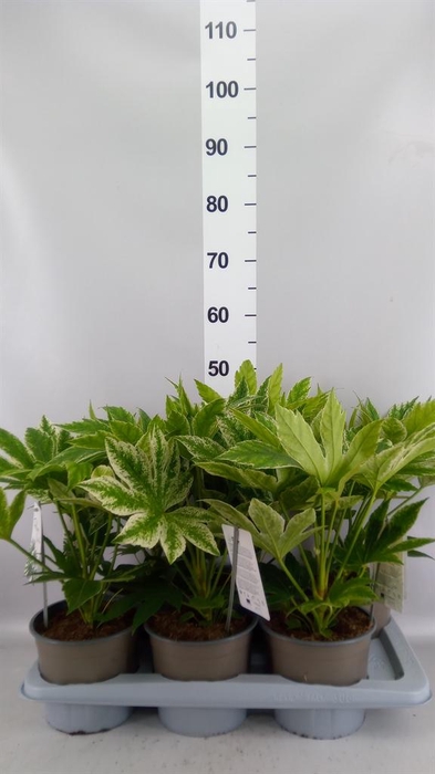 Fatsia japonica 'Variegata'