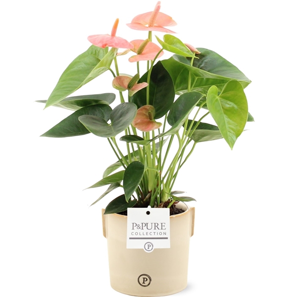 <h4>Anthurium Spirit in Pure Lauren ceramics</h4>