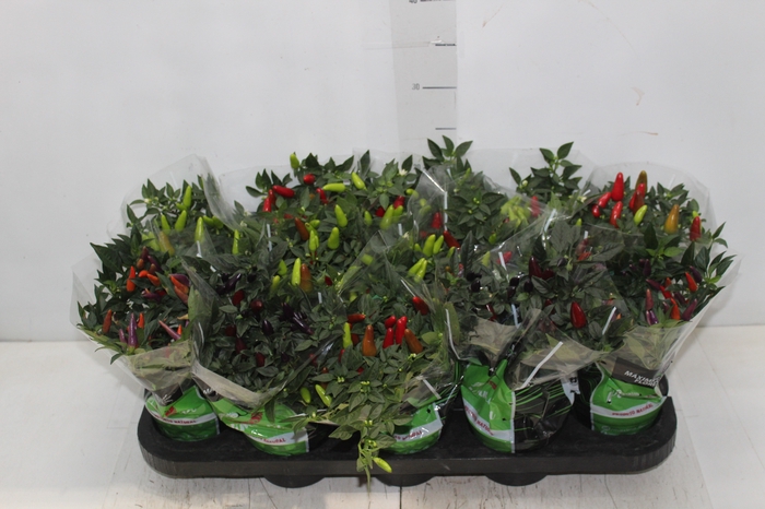 <h4>PIMENTA P11</h4>