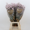 Limonium Safora Oshi Pink