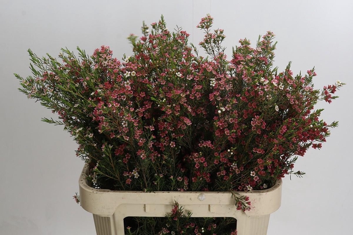 <h4>Chamelaucium My Sweet 16</h4>