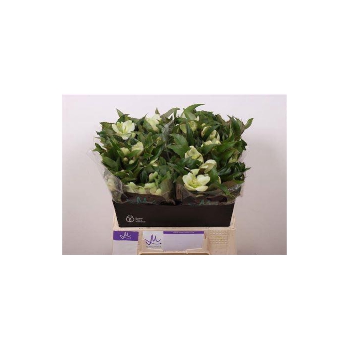 <h4>Hell Mammoth White</h4>