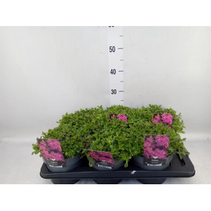 Sedum spurium 'Spot on deep Rose'