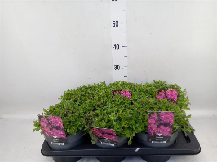 <h4>Sedum spurium 'Spot on deep Rose'</h4>