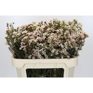 Chamelaucium uncinatum 'Ziv'