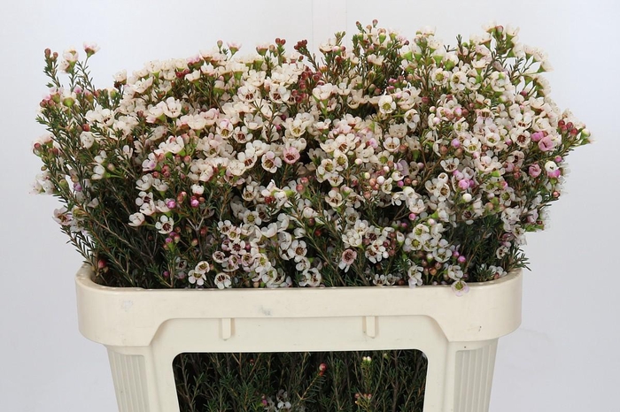 <h4>Chamelaucium uncinatum 'Ziv'</h4>