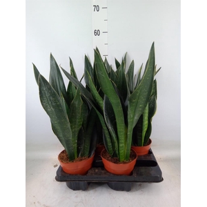 Sansevieria trifa.   ...
