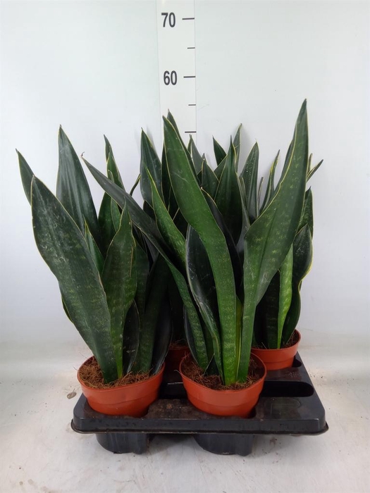<h4>Sansevieria trifa.   ...</h4>