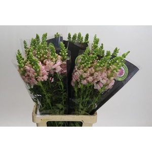 Antirrhinum Potomac Early Pink