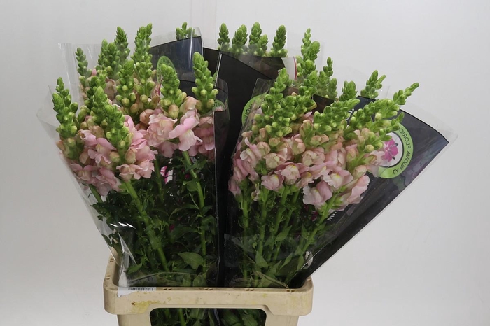 <h4>Antirrhinum Potomac Early Pink</h4>