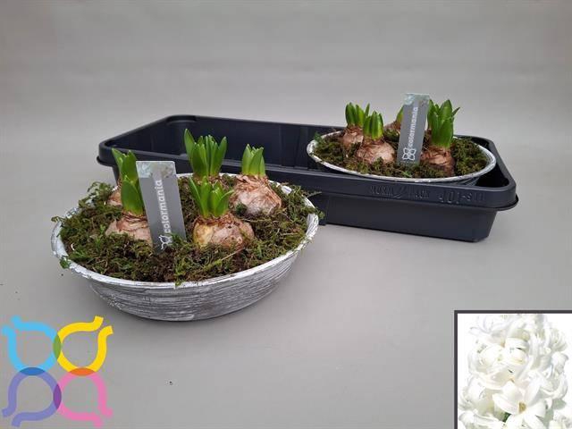 <h4>ARR HYACINTH</h4>