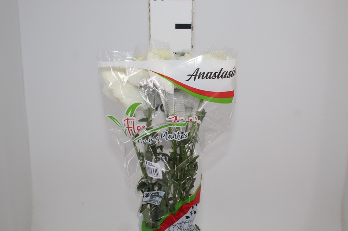 <h4>ANASTASIA SPECIAL 080 CM</h4>