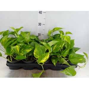 Epipremnum pinn. 'Aureum'