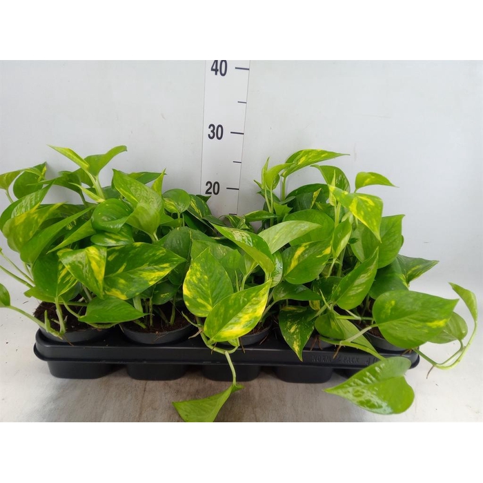 <h4>Epipremnum pinn. 'Aureum'</h4>