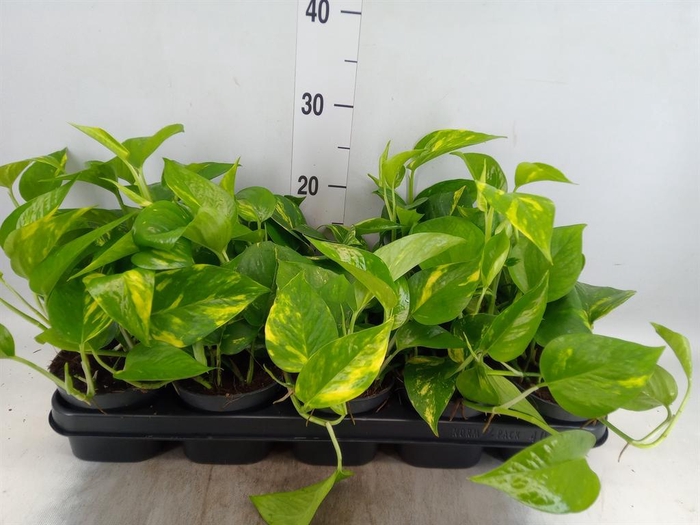 Epipremnum pinn. 'Aureum'