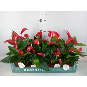 Anthurium  'Banderola Roja'