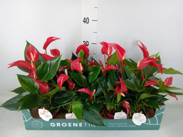 <h4>Anthurium  'Banderola Roja'</h4>