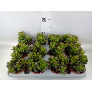 Crassula ovata 'Gandalf'