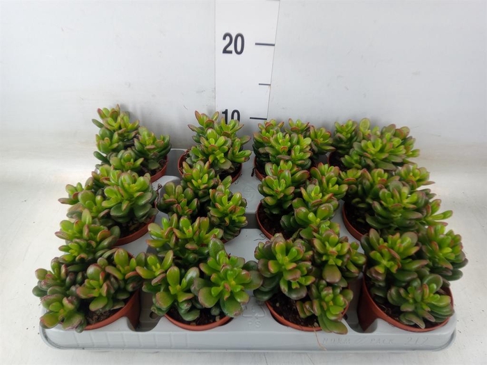 <h4>Crassula ovata 'Gandalf'</h4>