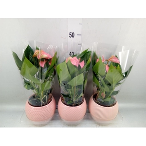 Anthurium andr. 'Joli'