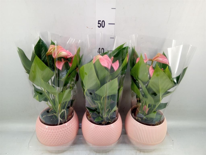 <h4>Anthurium andr. 'Joli'</h4>