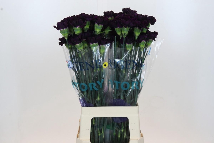 <h4>Dianthus St Florigene Moonvista</h4>