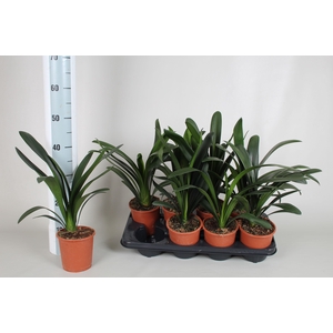 Clivia miniata zonder bloem