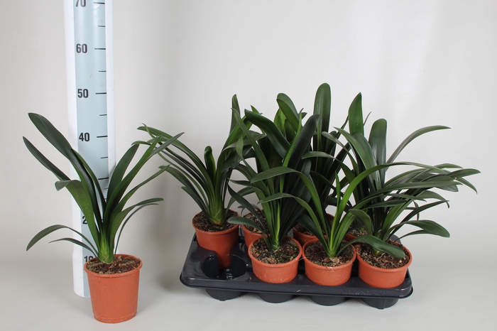 <h4>Clivia miniata zonder bloem</h4>