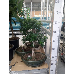 Ficus microcarpa 'Ginseng'