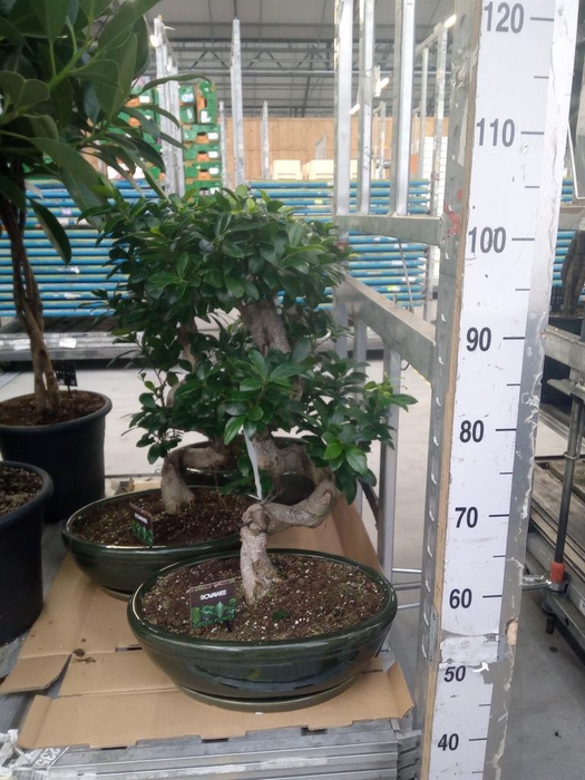 <h4>Ficus microcarpa 'Ginseng'</h4>