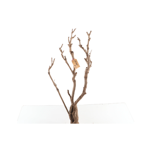 Syringa Branch Extra Laurens