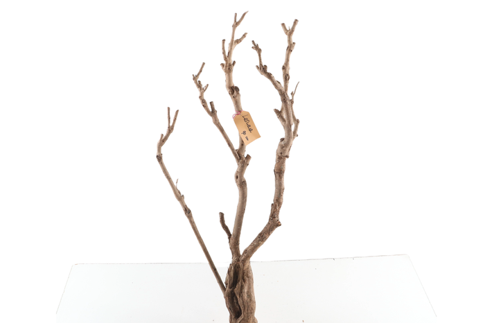 <h4>Syringa Branch Extra Laurens</h4>