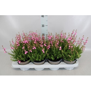 Daboecia cant. 'Purpurea'
