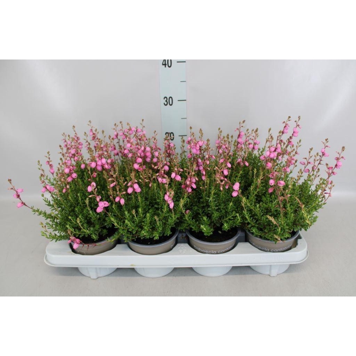 <h4>Daboecia cant. 'Purpurea'</h4>