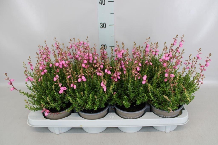 Daboecia cant. 'Purpurea'