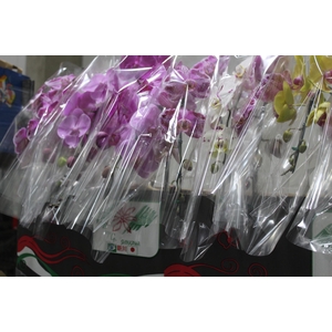 PHALAENOPSIS CASCATA P15 MIN 11 FLS