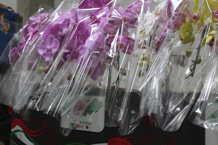 <h4>PHALAENOPSIS CASCATA P15 MIN 11 FLS</h4>