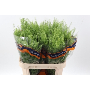 Lep Ru Green Bell 40 gram