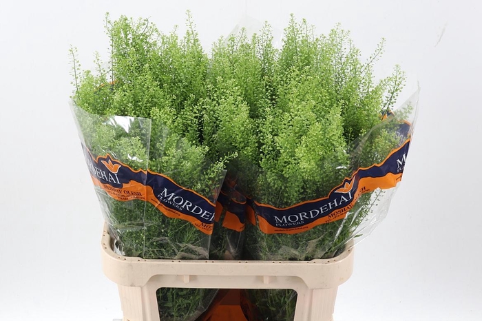 <h4>Lep Ru Green Bell 40 gram</h4>