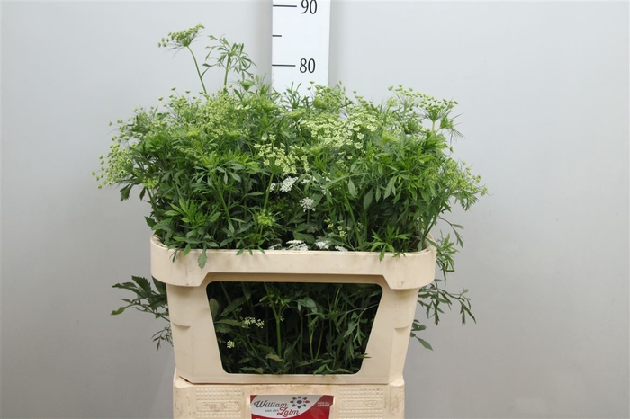 <h4>Ammi Majus</h4>