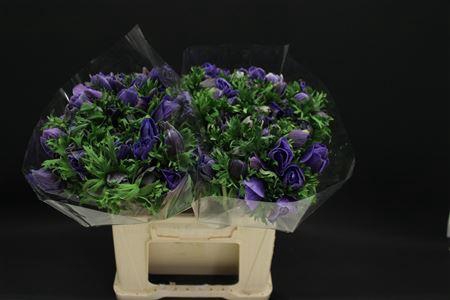 <h4>Anem Zwaar Blauw</h4>