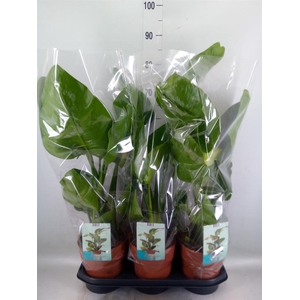 Strelitzia nicolai