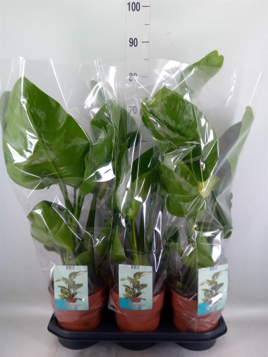 <h4>Strelitzia nicolai</h4>