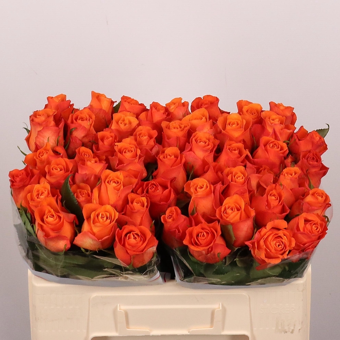 <h4>R Gr Orange Wave</h4>