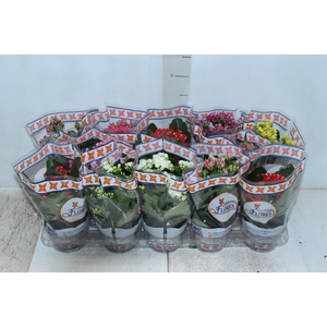 KALANCHOE P11