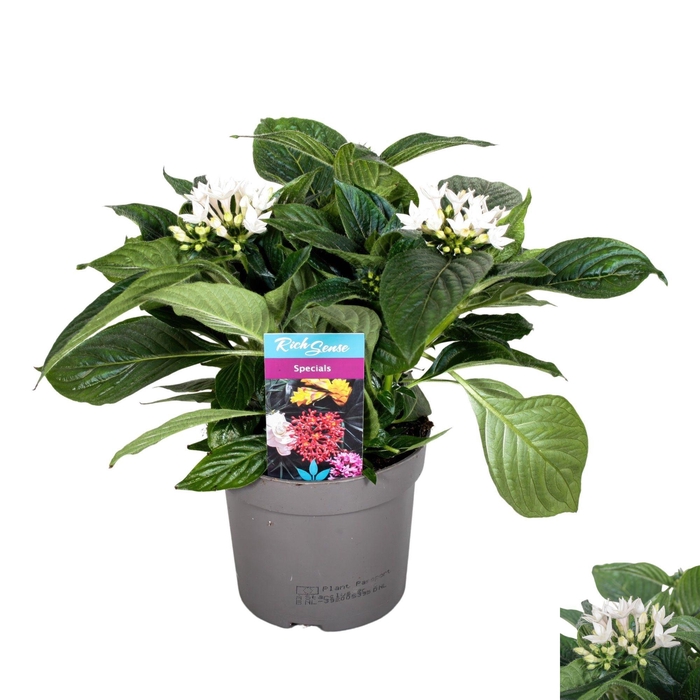 PENT STARCLUSTER WHI