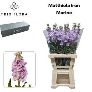 MATTH IRON MARINE Big Box 60